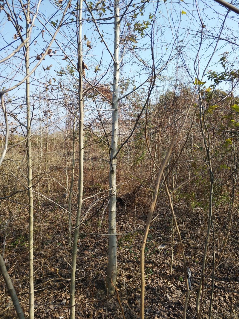 3公分枫香枫香小苗枫香价格
