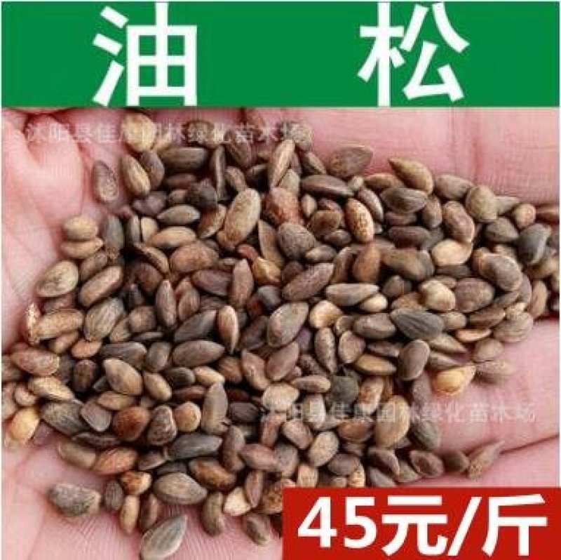 新采油松种子松树种子短叶松籽割油松种子