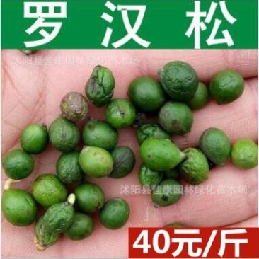 罗汉松种子日本罗汉松种子大叶罗汉松小叶罗汉松种子