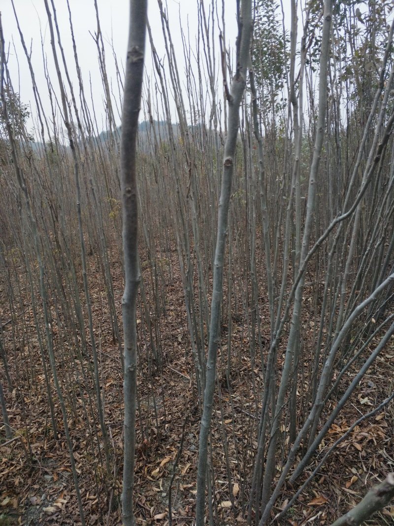 栾树3公分5公分栾树10公分
