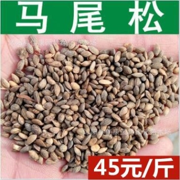 马尾松种子松树籽青松种子