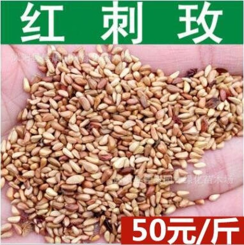 红刺玫种子黄刺玫种子玫瑰花种子