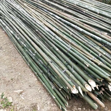 大量供应7米的条竹
