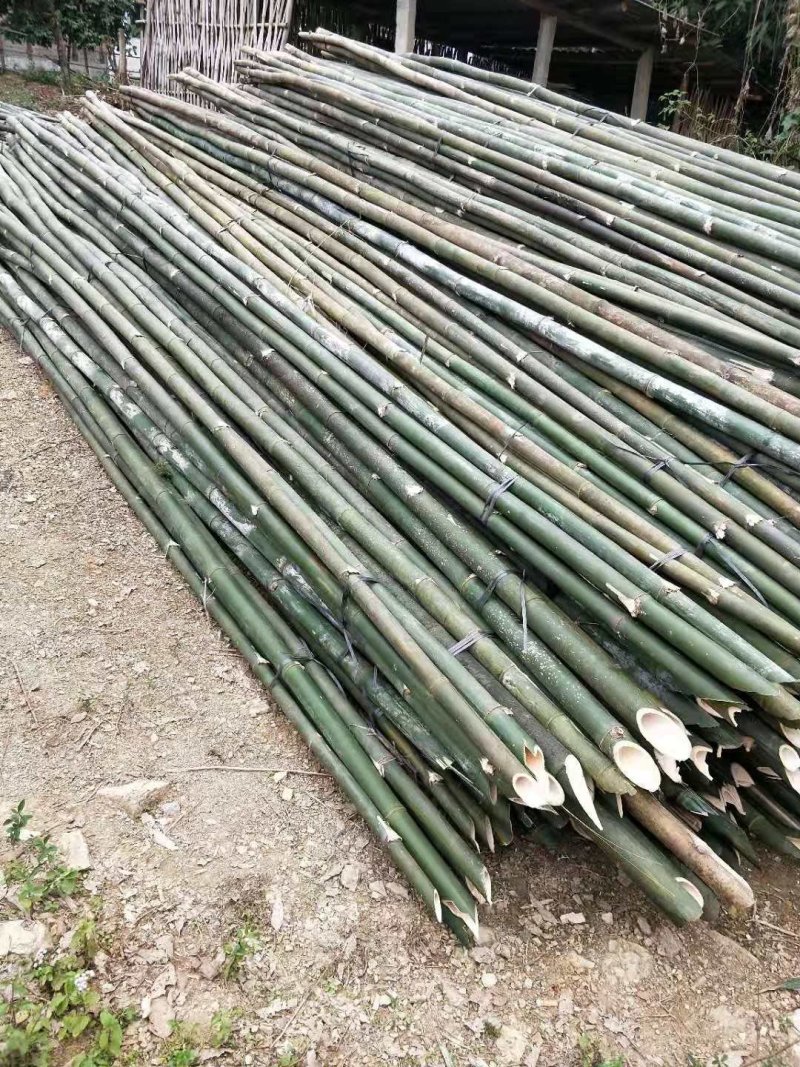大量供应7米的条竹