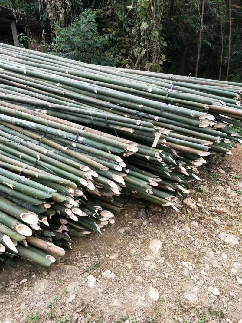 大量供应7米的条竹