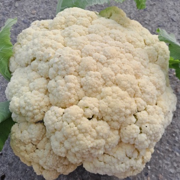 花菜