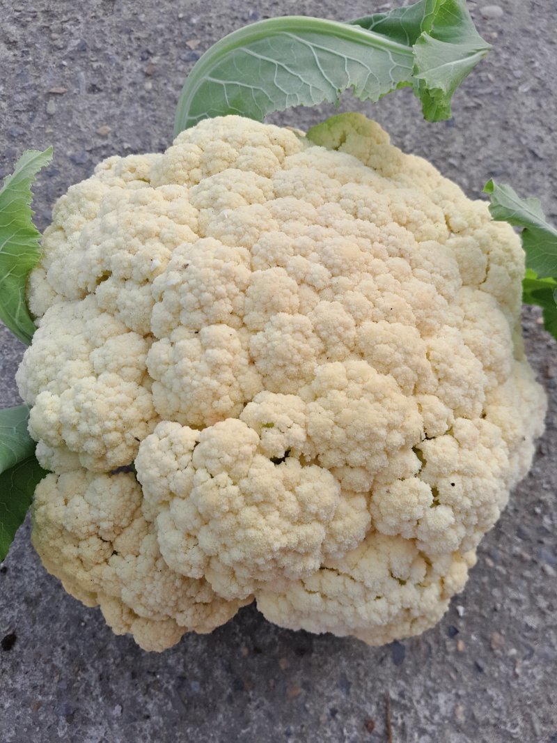 花菜