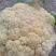 花菜
