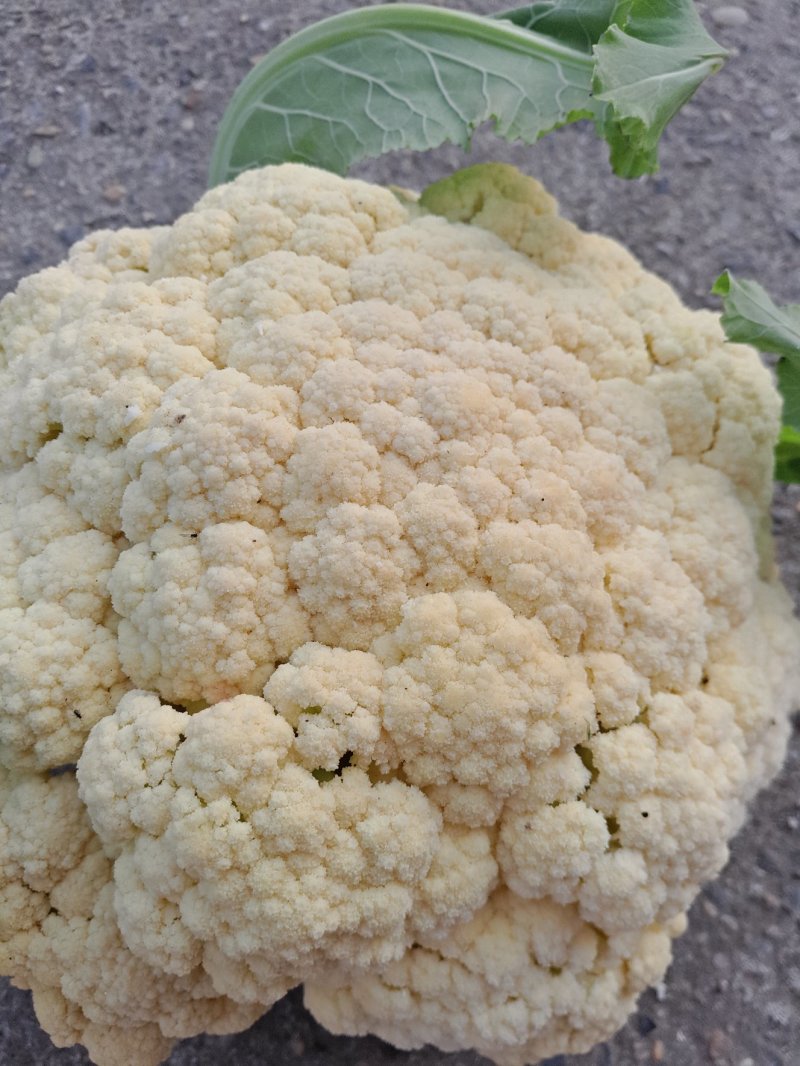 花菜