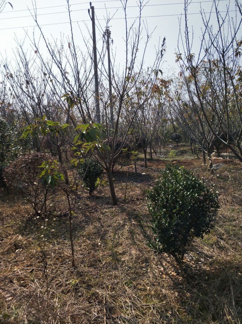 樱花，早樱，晚樱，6-10公分11-15