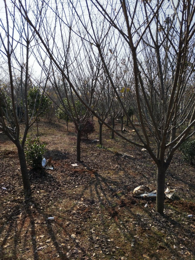 樱花，早樱，晚樱，6-10公分11-15