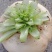 盘菜