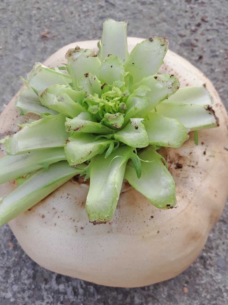 盘菜