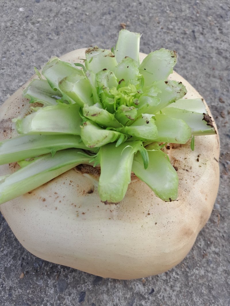 盘菜