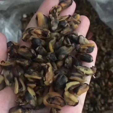 海虹干