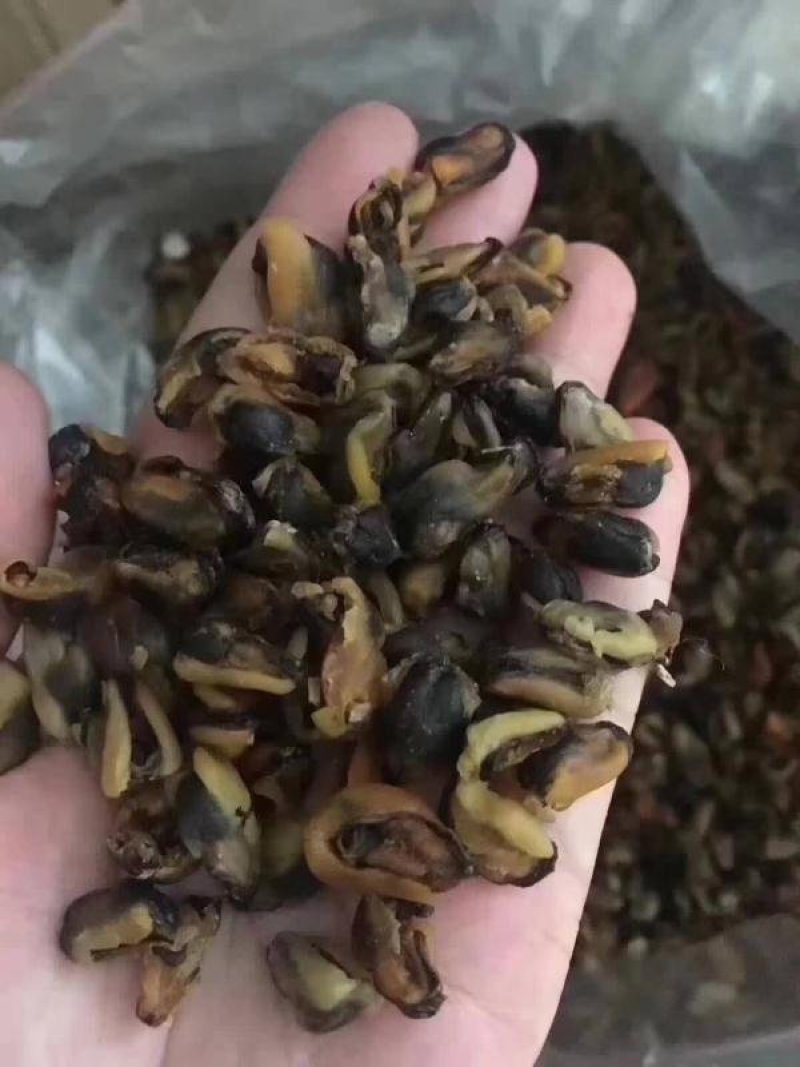 海虹干