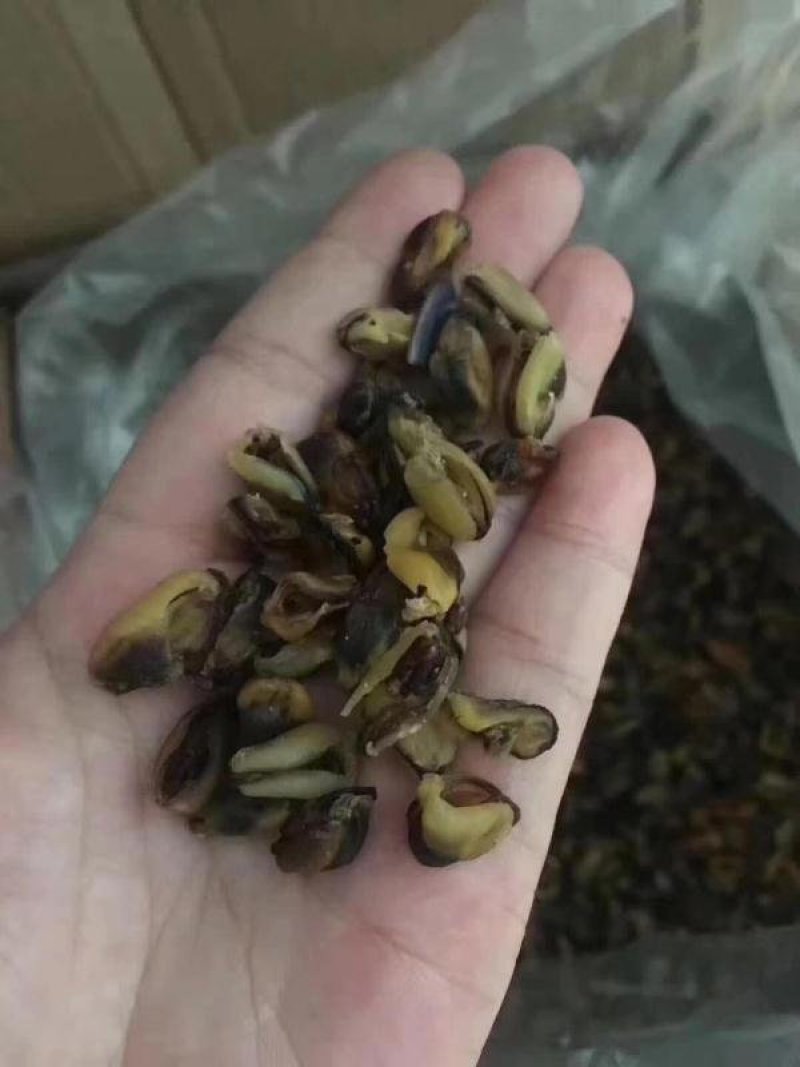 海虹干