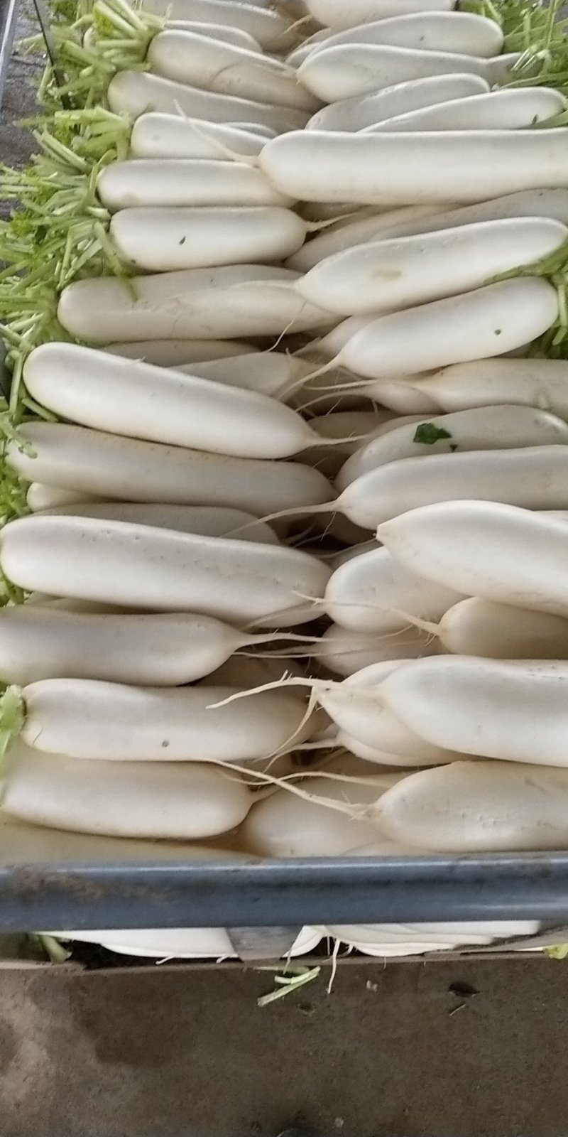白萝卜欢迎洽谈一次合作终身朋友