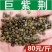 巨紫荆种子满条红种子紫荆树种子