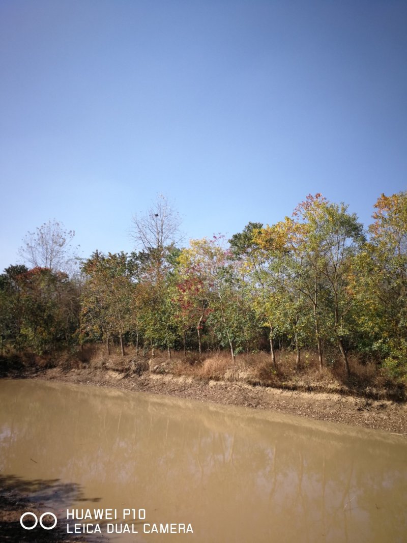 乌桕8-25公分