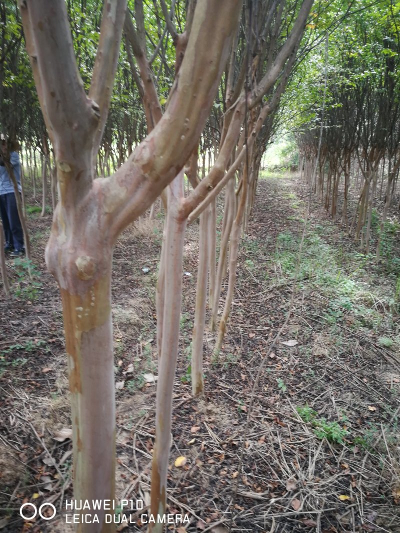 地径4-15公分紫薇
