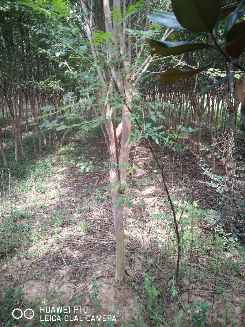 地径4-15公分紫薇