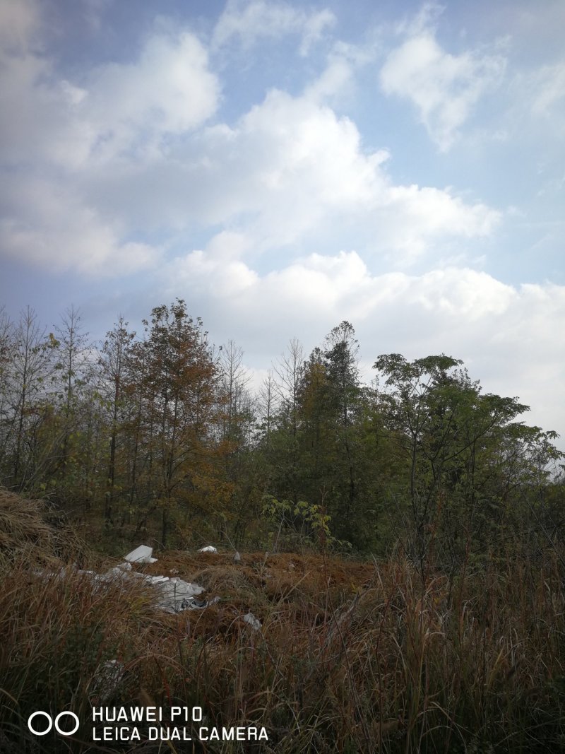 枫香10-25公分
