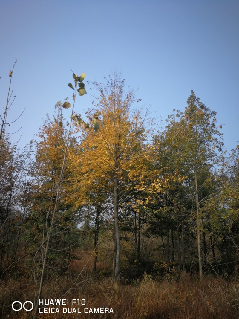 枫香10-25公分
