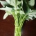 蔬菜～菜用薯尖（红薯叶），种苗供应