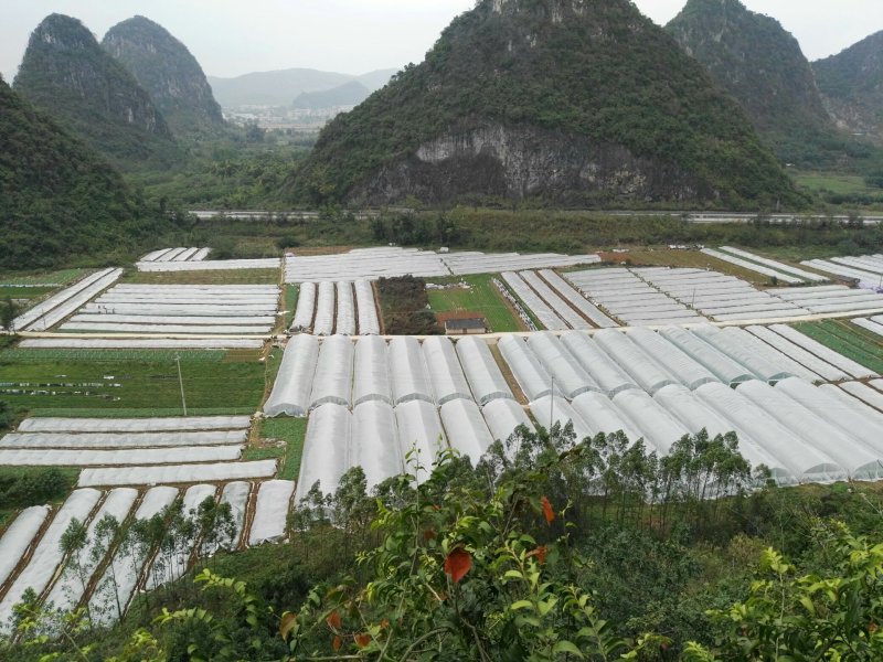 蔬菜～菜用薯尖（红薯叶），种苗供应