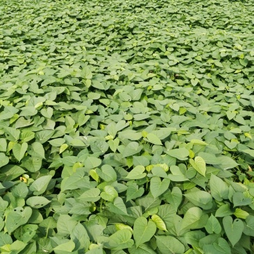 蔬菜～菜用薯尖（红薯叶），种苗供应