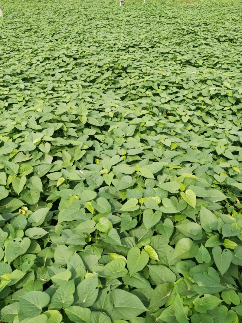 蔬菜～菜用薯尖（红薯叶），种苗供应