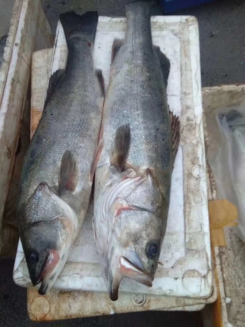 鲈鱼