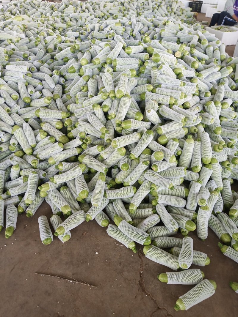 刚刚下来的露天西葫芦，绿皮西葫芦，8两以下精品果