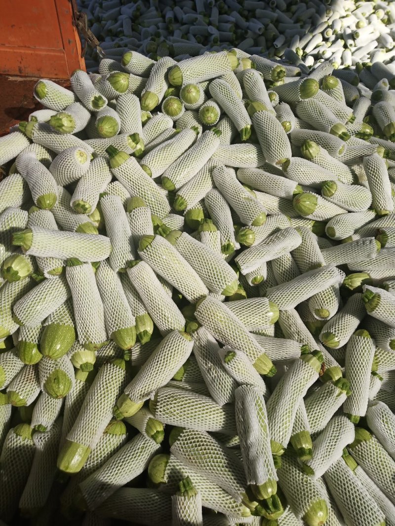 刚刚下来的露天西葫芦，绿皮西葫芦，8两以下精品果