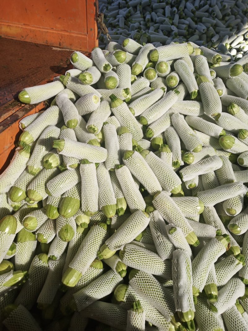 刚刚下来的露天西葫芦，绿皮西葫芦，8两以下精品果