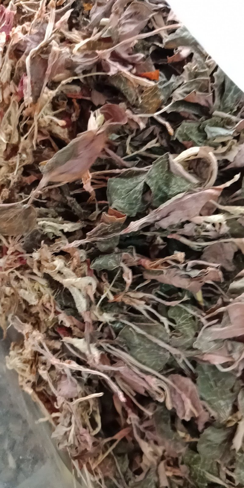 金线莲干货金线莲茶整株批发零售各种规格中药材