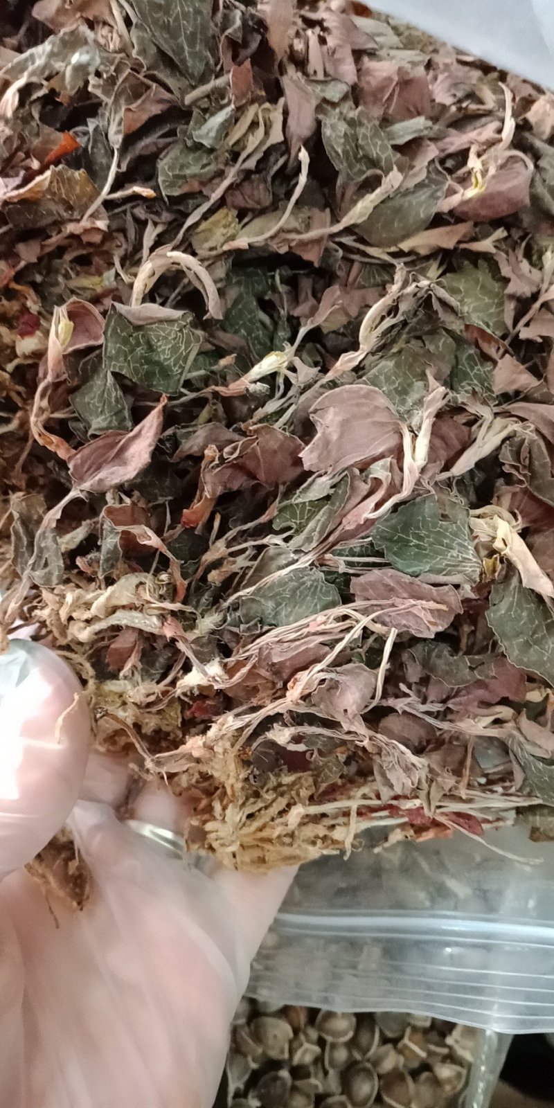 金线莲干货金线莲茶整株批发零售各种规格中药材