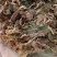 金线莲干货金线莲茶整株批发零售各种规格中药材