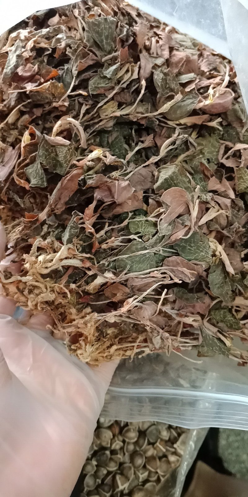 金线莲干货金线莲茶整株批发零售各种规格中药材