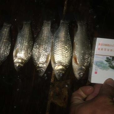 大沙河野生鲫鱼！多大规格都有