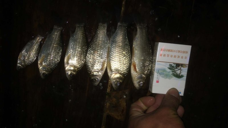 大沙河野生鲫鱼！多大规格都有