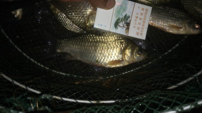 大沙河野生鲫鱼！多大规格都有