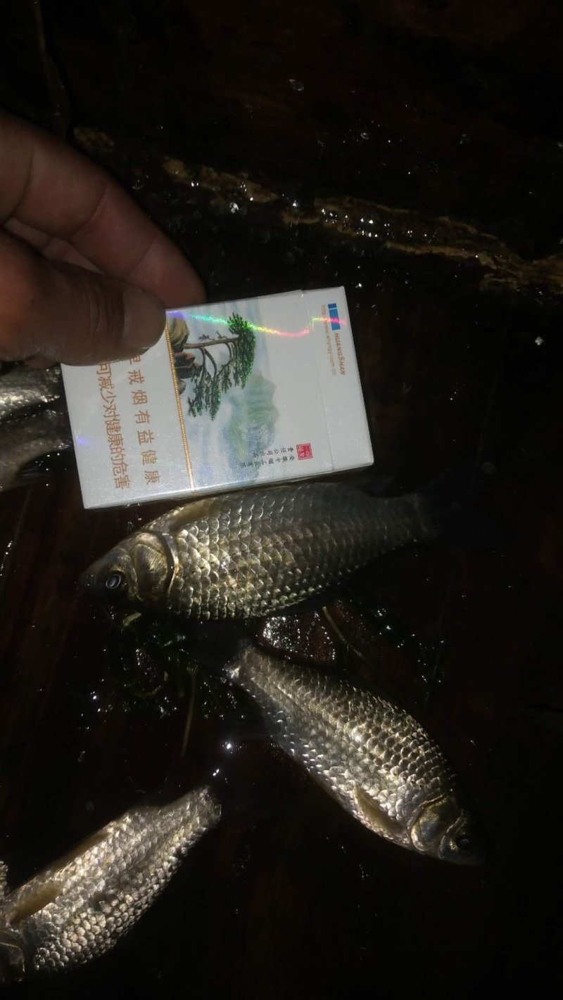 大沙河野生鲫鱼！多大规格都有