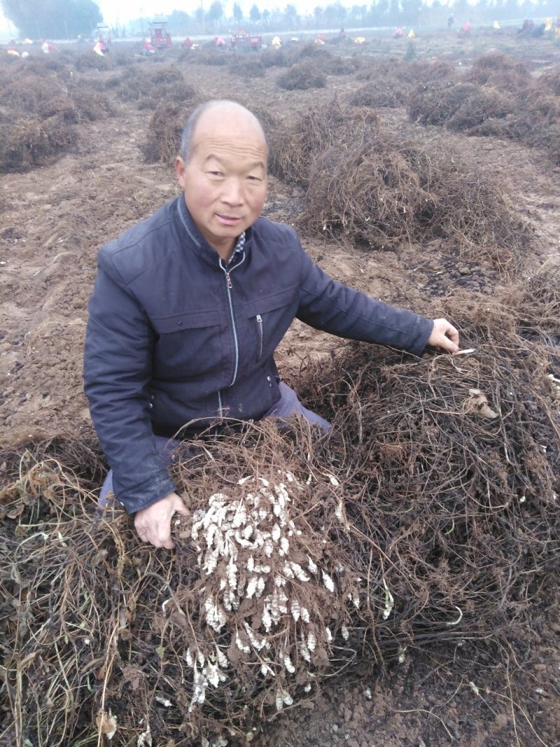 常期经营螺丝菜欢迎各位老板和种植户参与。