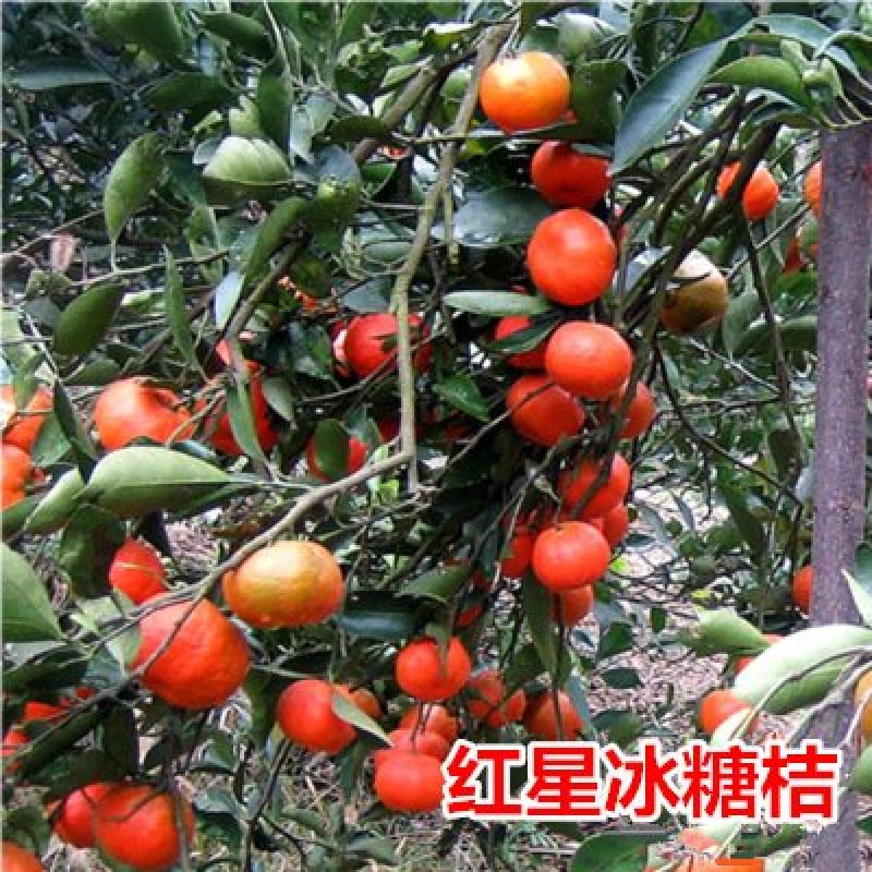 世纪红柑橘苗
