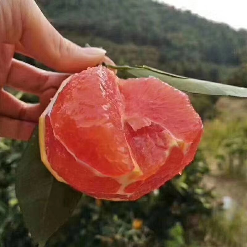 卡拉卡拉红肉脐橙苗又名赣南血脐橙