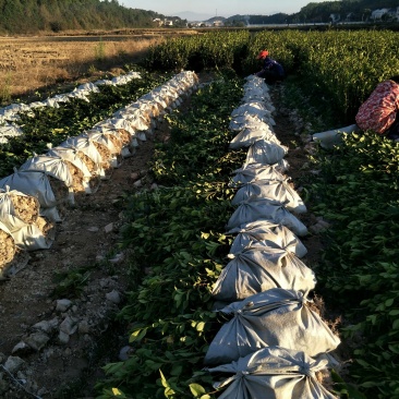 油茶苗，两年生嫁接油茶小杯苗30公分/65公分高
