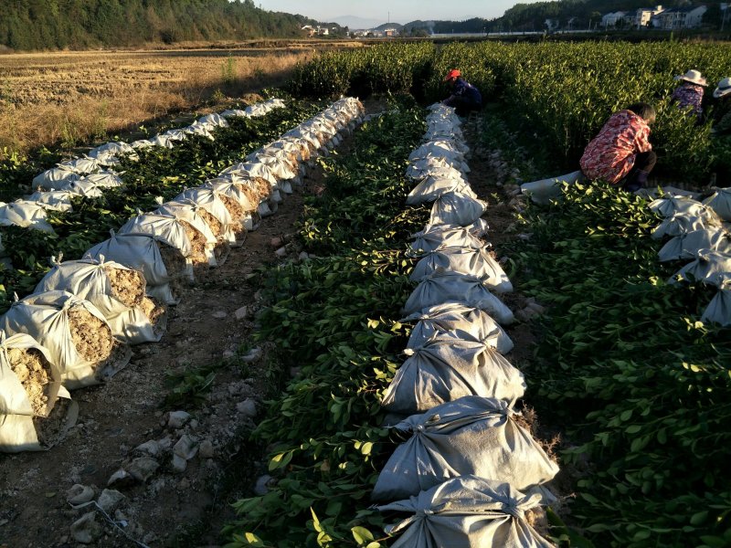 油茶苗，两年生嫁接油茶小杯苗30公分/65公分高