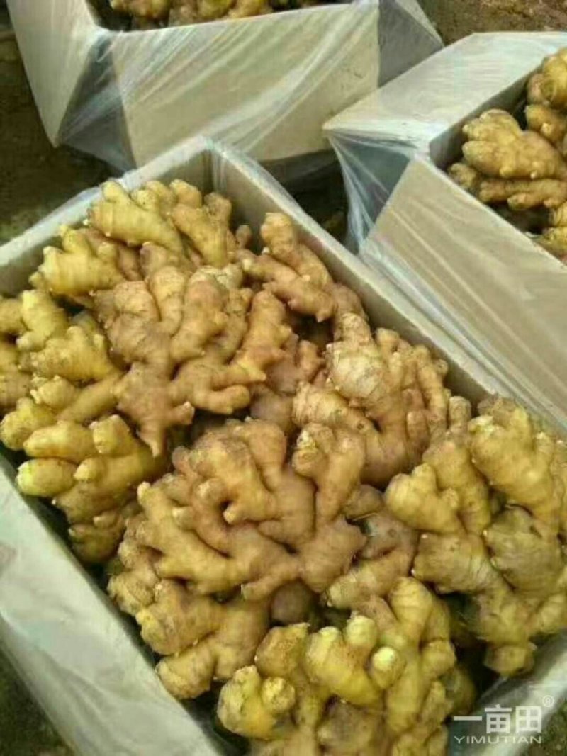 姜种产地价格行情传授技术专业指导跟踪服务需要联系